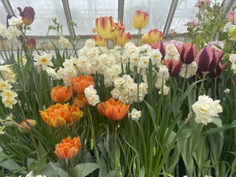 Spring Bulb Show