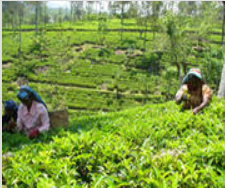 tea-field